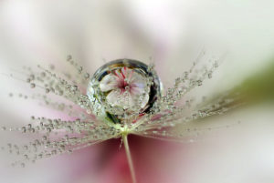 droplet on plant