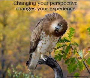 owlperspective